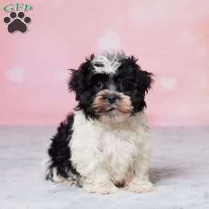 Muffin, Havanese Puppy